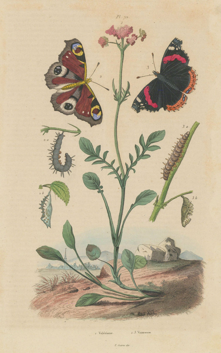 Valériane (Valerian). Vanesses (Vanessa Butterflies) 1833 old antique print